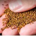 100% Natural Dried Herbs Perillae Fructus, Zi Su Zi Chinese herbal